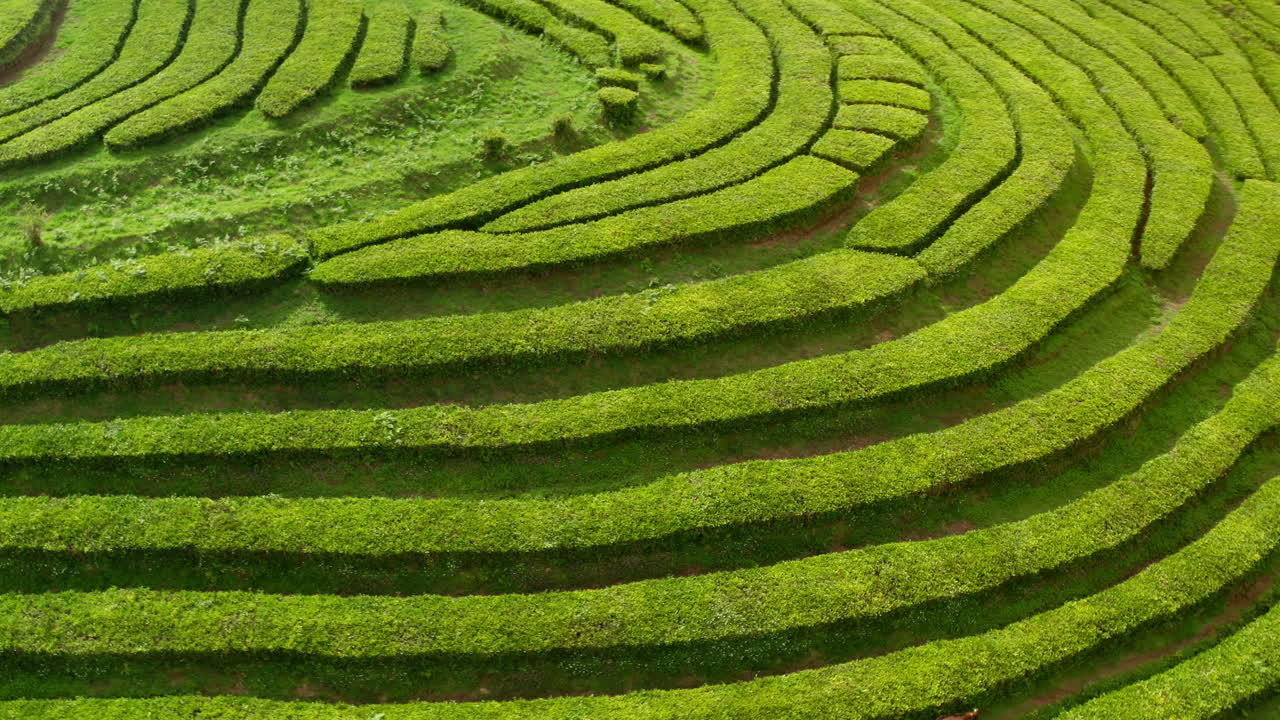 Girando intorno a pittoresche piantagioni di tè verde nelle Isole Azzorre - Portogallo