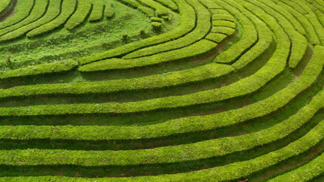 Dando-Vueltas-Alrededor-De-Pintorescas-Plantaciones-De-Té-Verde-En-Las-Islas-Azores---Portugal