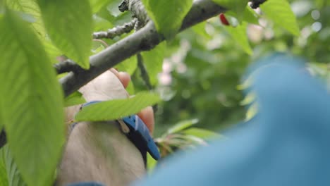 a hand picking ripe cherries from a tree