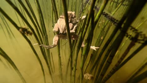 two toads mating underwater in pond grass