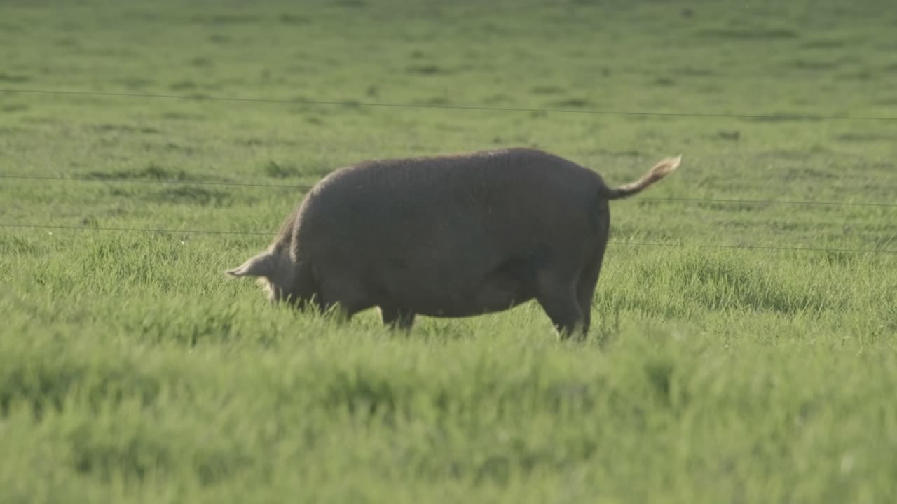 Happy, fat, free range pig in lush green grass foraging around in beautiful evening light