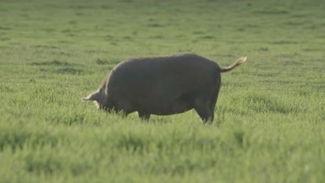 happy, fat, free range pig in lush green grass foraging around in beautiful evening light
