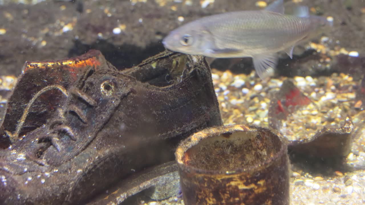 problemas medioambientales relacionados con la contaminación del agua.