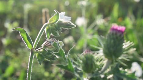 Macro-Static-Shot-of-Wild-Flowers