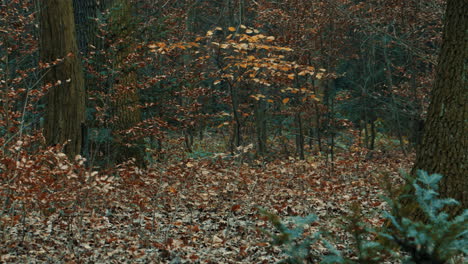 Oscuro-Bosque-Otoño-Frío-Mañana-Camino-Espeluznante-Estado-De-ánimo