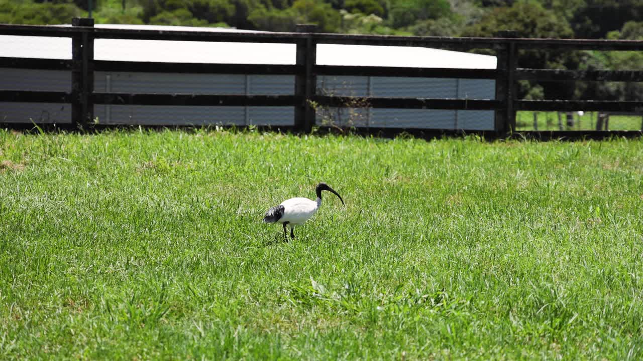 pájaro caminando y picoteando en un campo de hierba