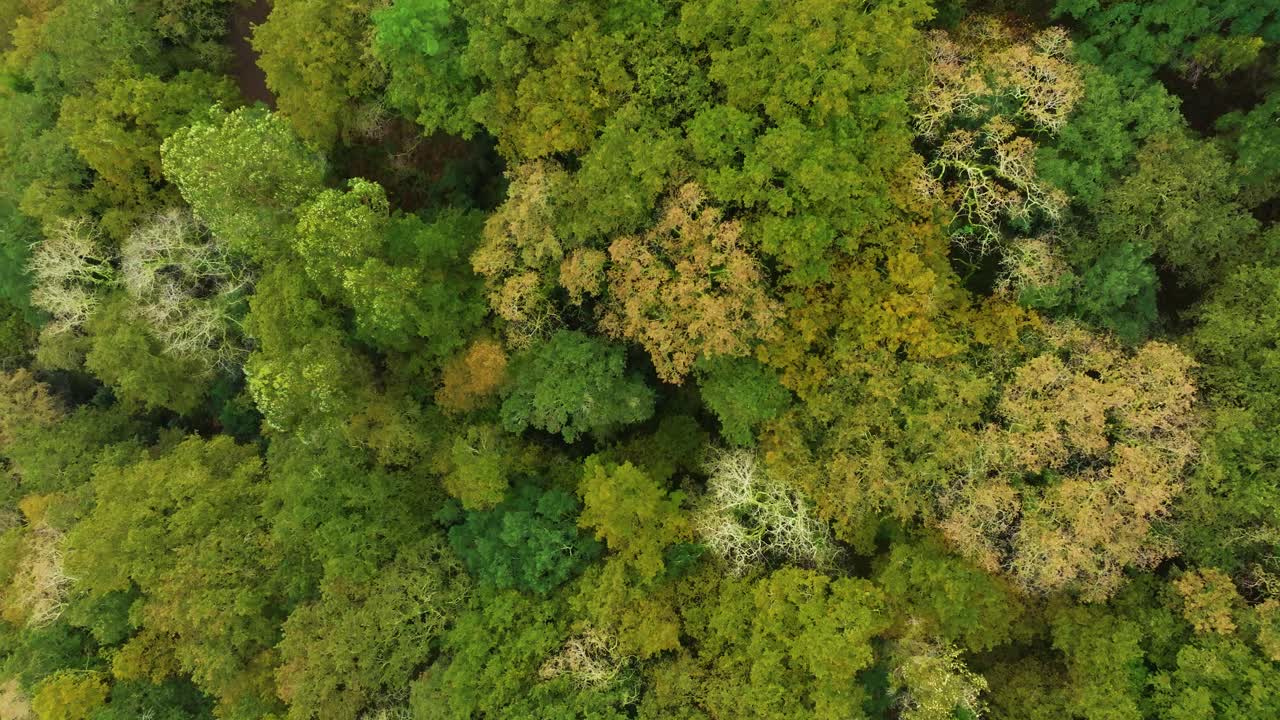 montañas tropicales cubiertas de denso matorral en fervenza do toxa en pontevedra, galicia, españa