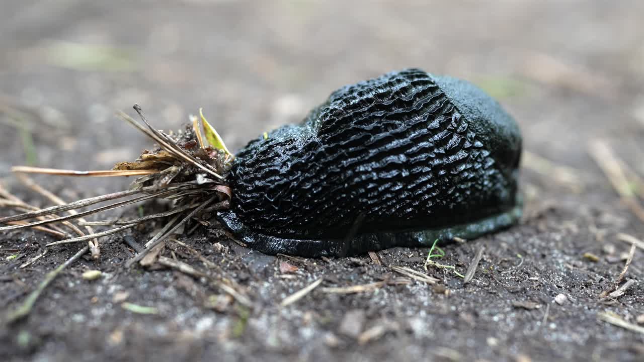 A macro close-up of a black slug (Arion ater) resting motionless on the damp forest floor in Sweden. Textures of its skin and detail of the small twigs and leaf particles.