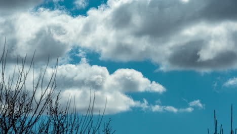 cumulus clouds billow along the azure sky - static time lapse with vegetation in part of the frame