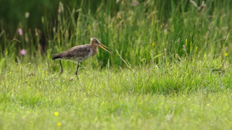 el godwit de cola negra en un campo de hierba