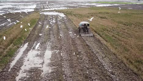 Flock-of-white-egret-birds-follow-tractor-search-for-food.