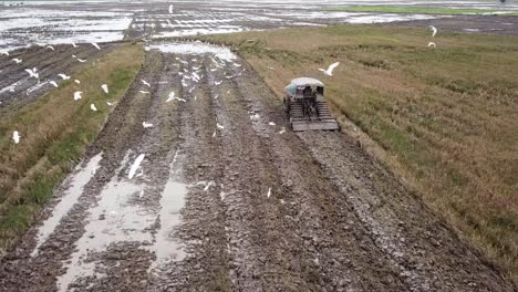 una bandada de aves garzas blancas siguen el tractor en busca de comida.