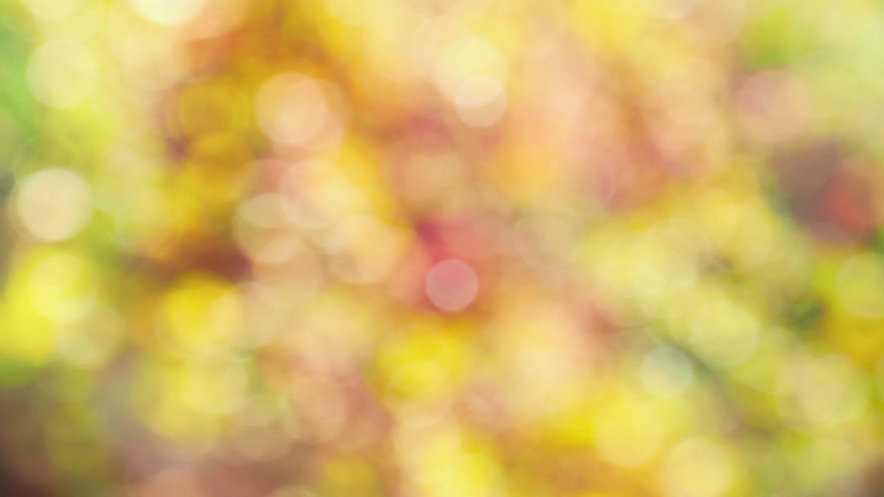 Fundo abstrato de outono com bokeh