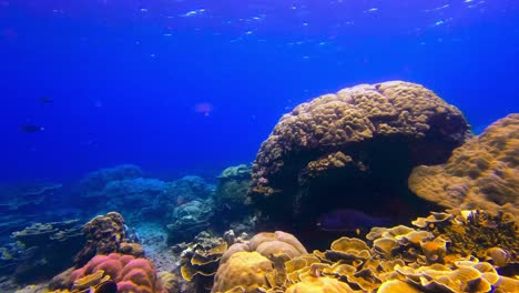 giant pufferfish swims by colorful coral reef, static underwater shot