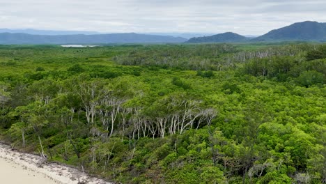 Drone camera rises above a sandy beach, revealing dense, lush Daintree Rainforest with distant mountains under soft daylight and overcast skies