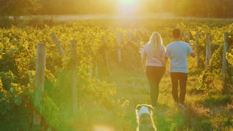 young couple with glasses of wine in their hands walking through the vineyard their dog runs after t