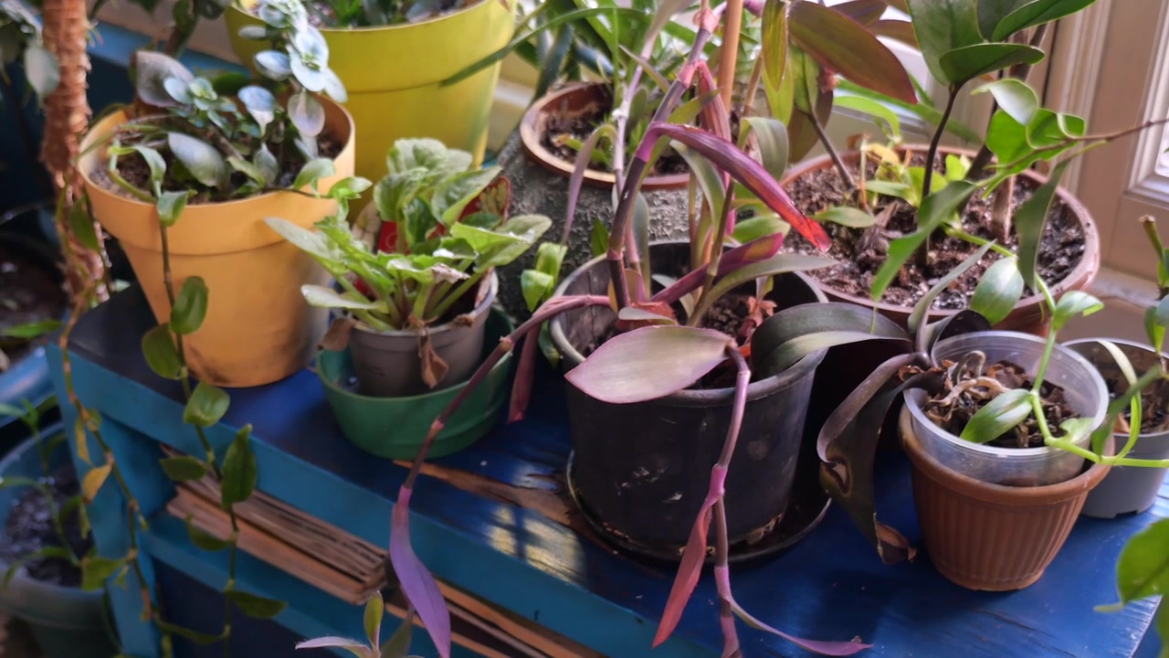 Samling av potteplanter på en blå trehylle