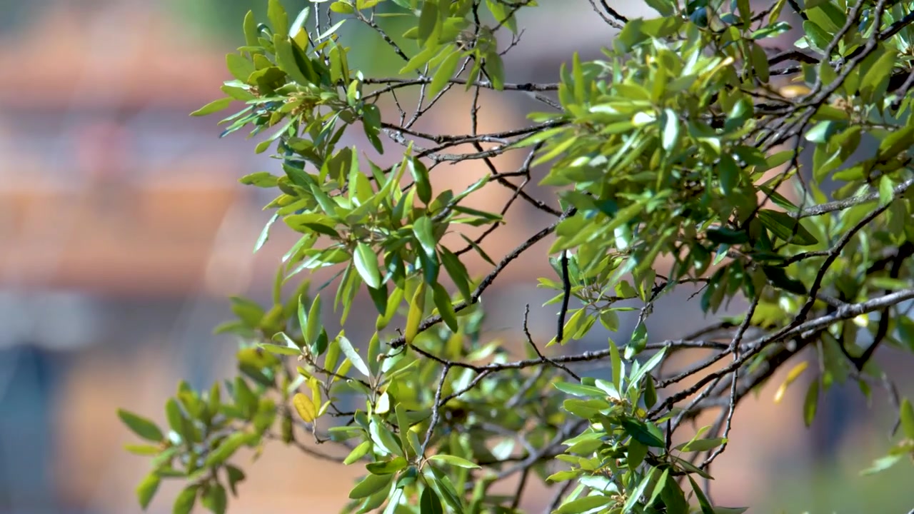 Close-up of green foliage moving in the breeze against a soft bokeh coastal town.