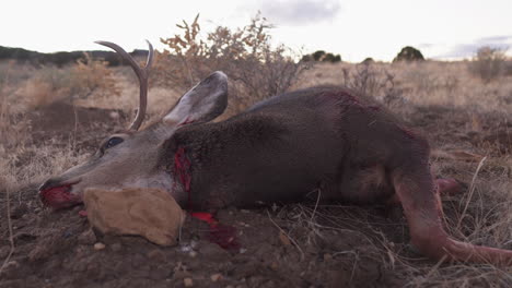 ciervo muerto con garganta cortada sangrando en el suelo después de que los cazadores lo mataran