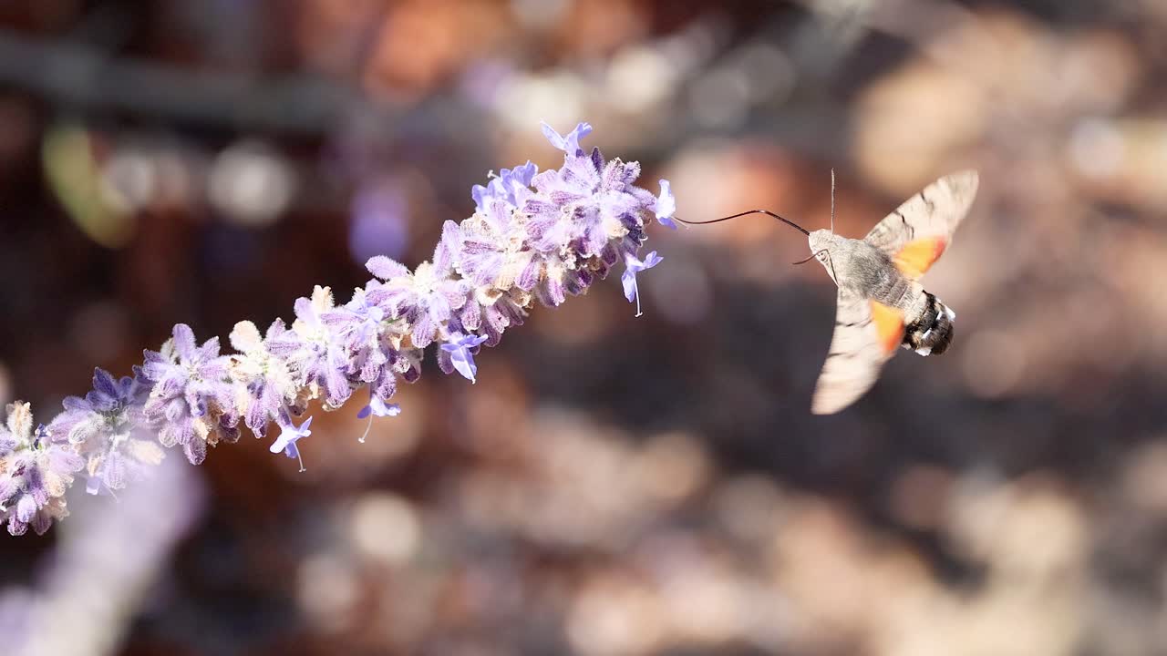 라벤더 꽃 을 먹고 떠다니는 콜리버드 나방