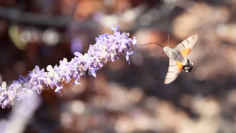 la polilla del colibri flotando y alimentándose de las flores de lavanda