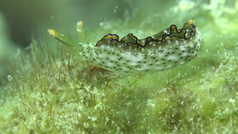 Nudibranquio-Arrastrándose-Sobre-Pastos-Marinos-Pasando-Cerca-Frente-A-La-Cámara