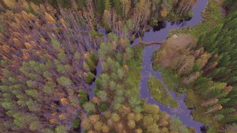 Video-Aéreo-Que-Gira-Lentamente-De-Un-Hermoso-Bosque-Finlandés-De-Colores-Otoñales-Y-Un-Río-Inundado-Causado-Por-Una-Presa-De-Castor