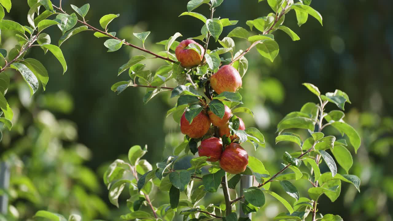 Mele mature e succose illuminate dal caldo sole nel frutteto di Hardanger, Norvegia.