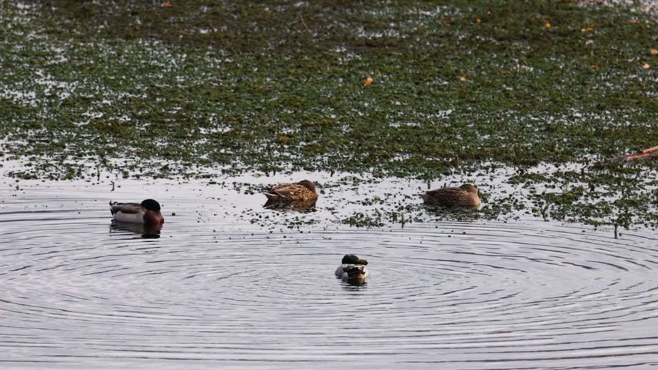 Ducks glide across a tranquil lake surrounded by lush greenery, captured in natural lighting with gentle camera movement