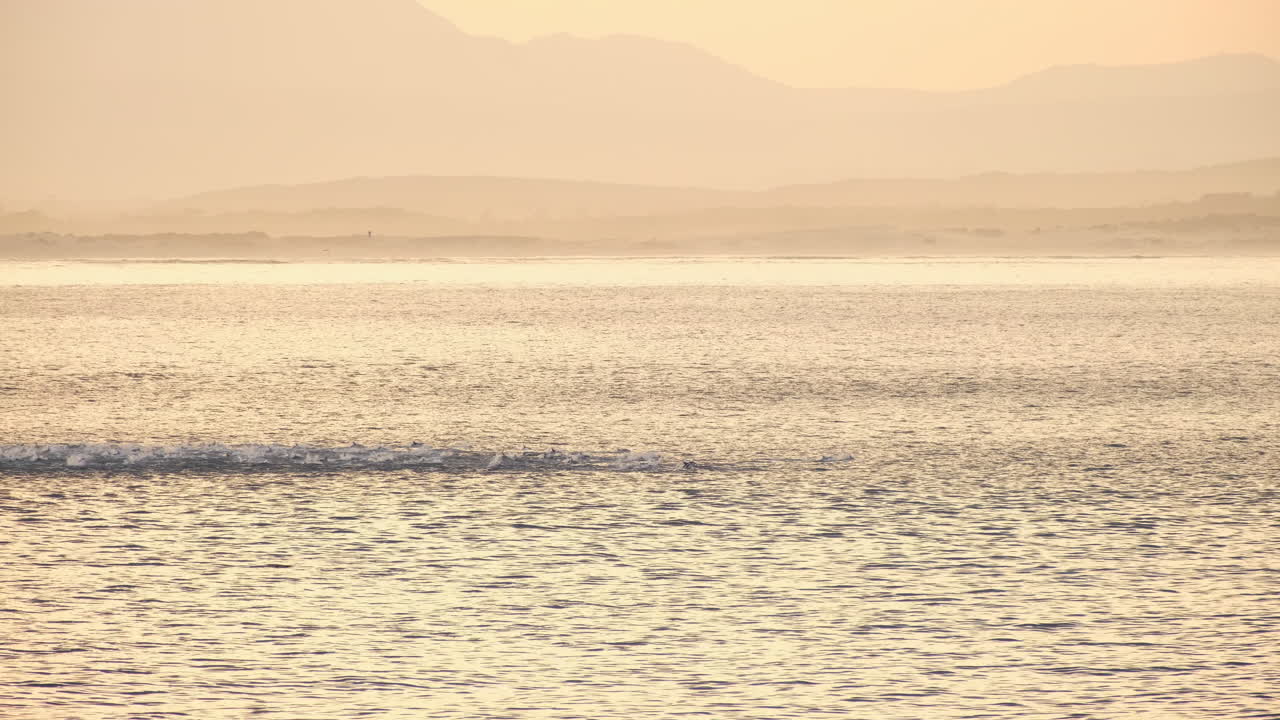 Pod of dolphins breaks surface of ocean as they swim together at sunrise