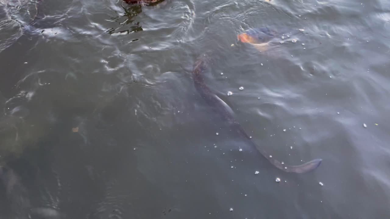 큰 야생 카르프 물고기, 거대한 거북이, 갈고리, 오리, 강에 던진 에 광란으로 먹이를 먹는다.