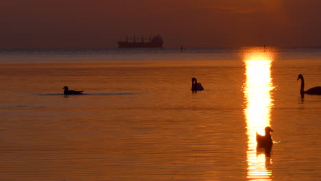 birds interacting on glowing water under a vivid sunrise with a ship on the sea line