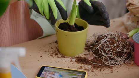 planting hyacinths in pots