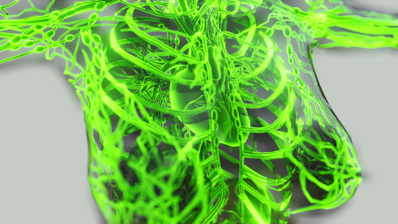 análisis de los vasos sanguíneos humanos exploración anatómica