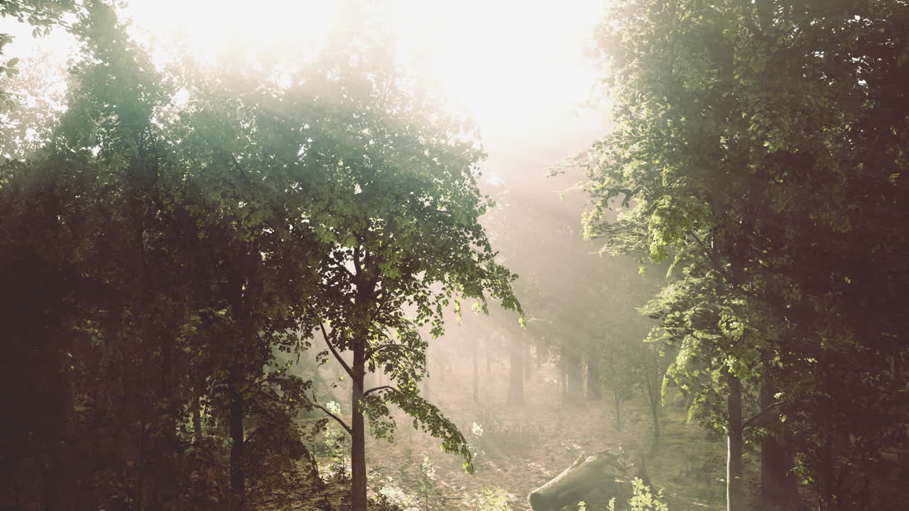 해빛은 새벽에 조용한 숲의 나무를 통해 필터링