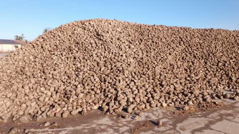 Big-Pile-Of-Harvested-Sugar-Beets---Drone-Shot