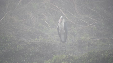 Ein-Kleiner-Adjutantstorch,-Der-Im-Frühmorgennebel-An-Einem-Flussufer-Im-Chitwan-Nationalpark-Steht