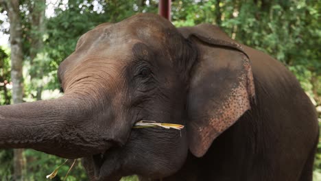 an elephant eating vegetation calmly.