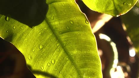 flora tropical en primer plano en un día soleado con lluvia torrencial