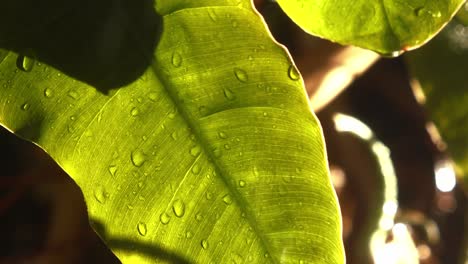 tropical flora in closeup on sunny day with rain pouring