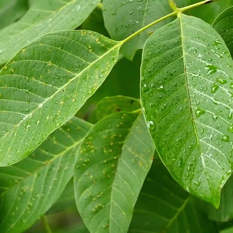 wet walnut leaves