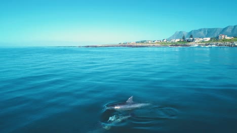 drone flies low over pod of dolphins swimming on a calm day