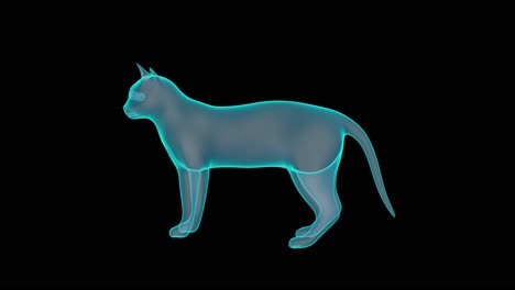 아름다운 3d 고양이 홀로그램 턴테이블 렌더링