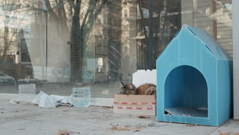 gato está durmiendo en una casa de cartón construida para animales callejeros que viven en las calles, protegiéndolos del frío en cámara lenta