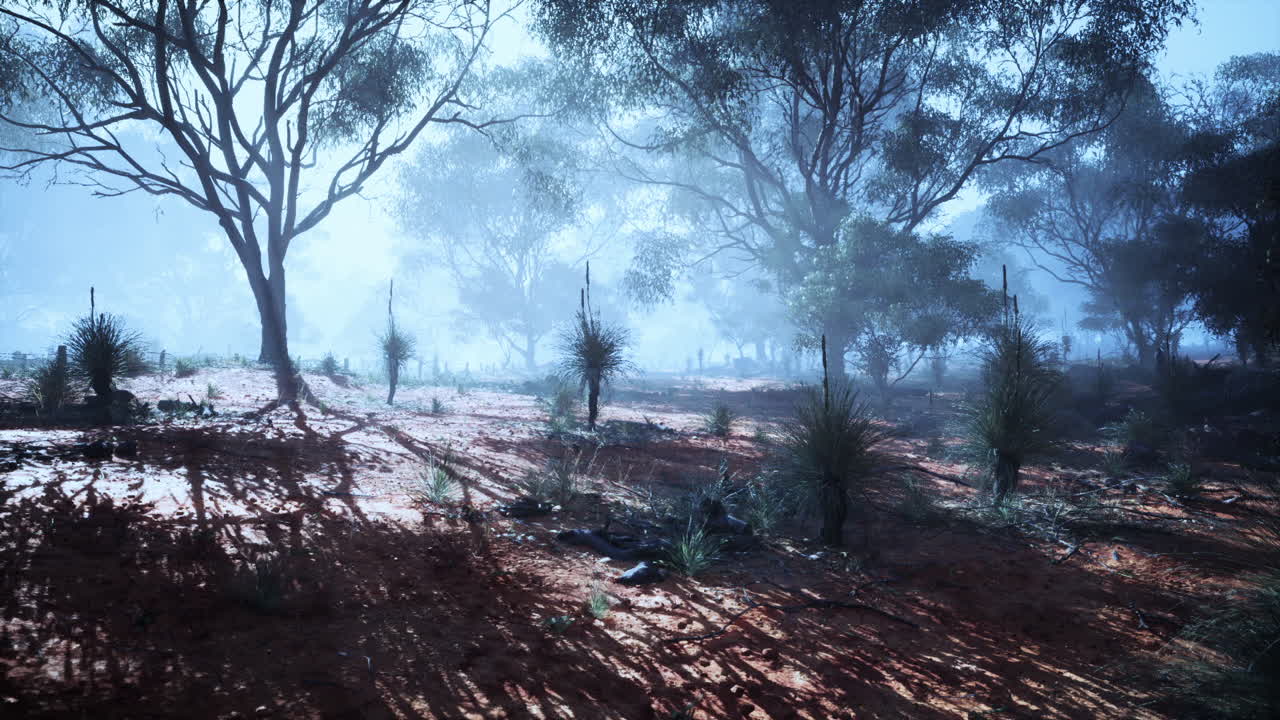 Luce mattutina nebbiosa filtra attraverso alberi di eucalipto in un paesaggio tranquillo.