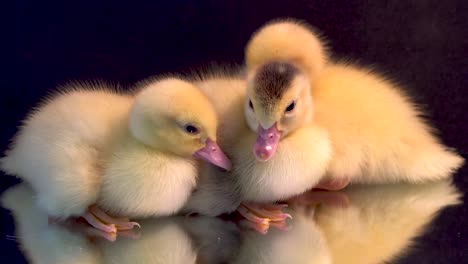 Three-newborn-Muscovy-ducklings-snuggle-together-and-jostle-eachother