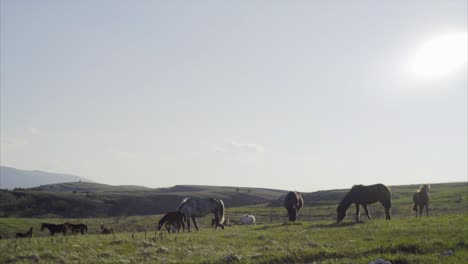 grazing horses