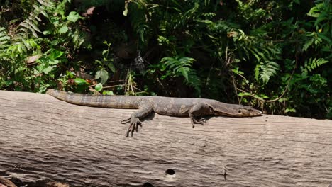 Asian-Water-Monitor,-Varanus-salvator,-Khao-Yai-National-Park,-Thailand