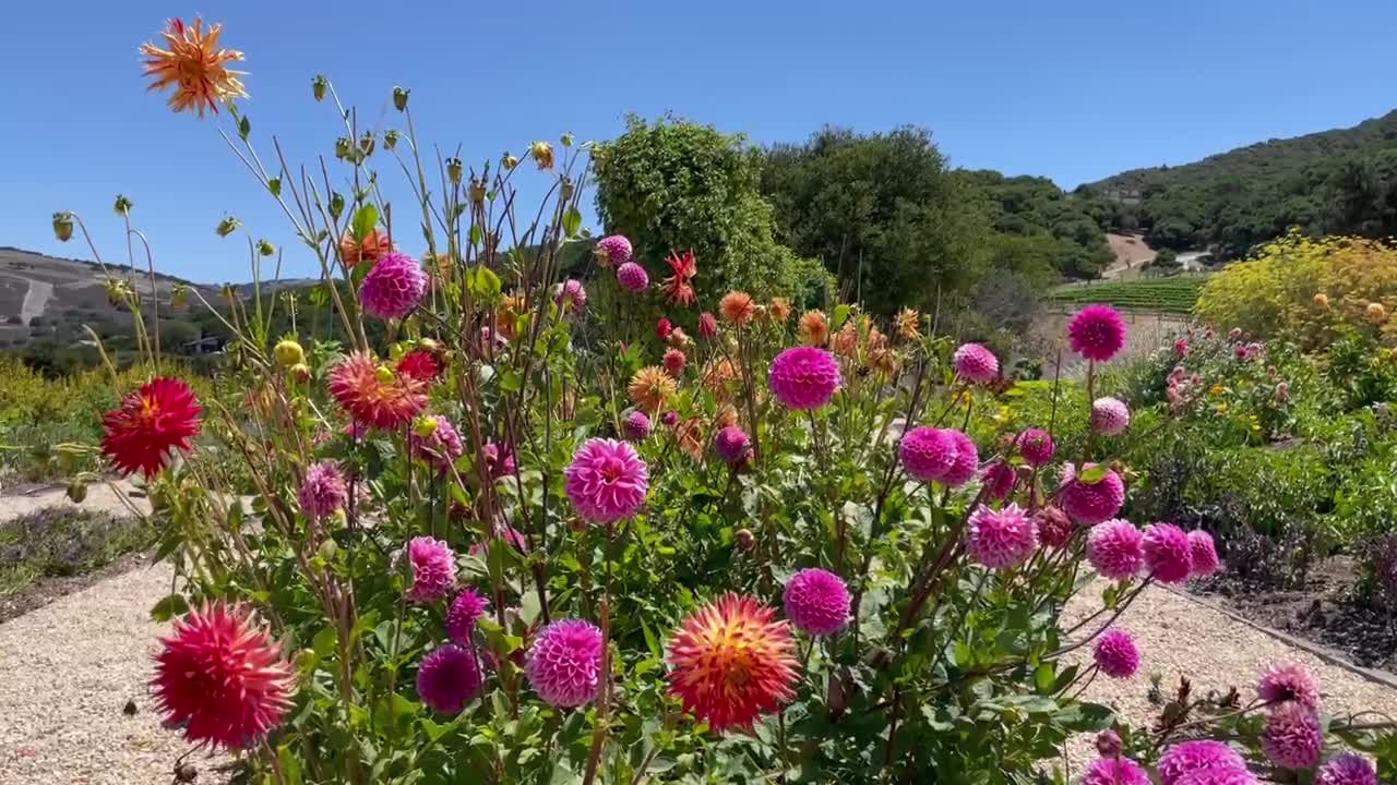 Färgglada, livfulla dahlior som dansar i en blomsterträdgård