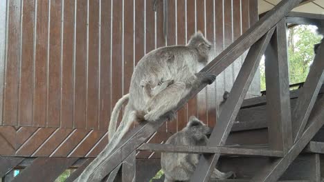 Macacos-Sentados-En-Una-Escalera-De-Madera-En-Un-Parque-Nacional-En-Las-Selvas-Tropicales-De-Borneo-A-Cámara-Lenta